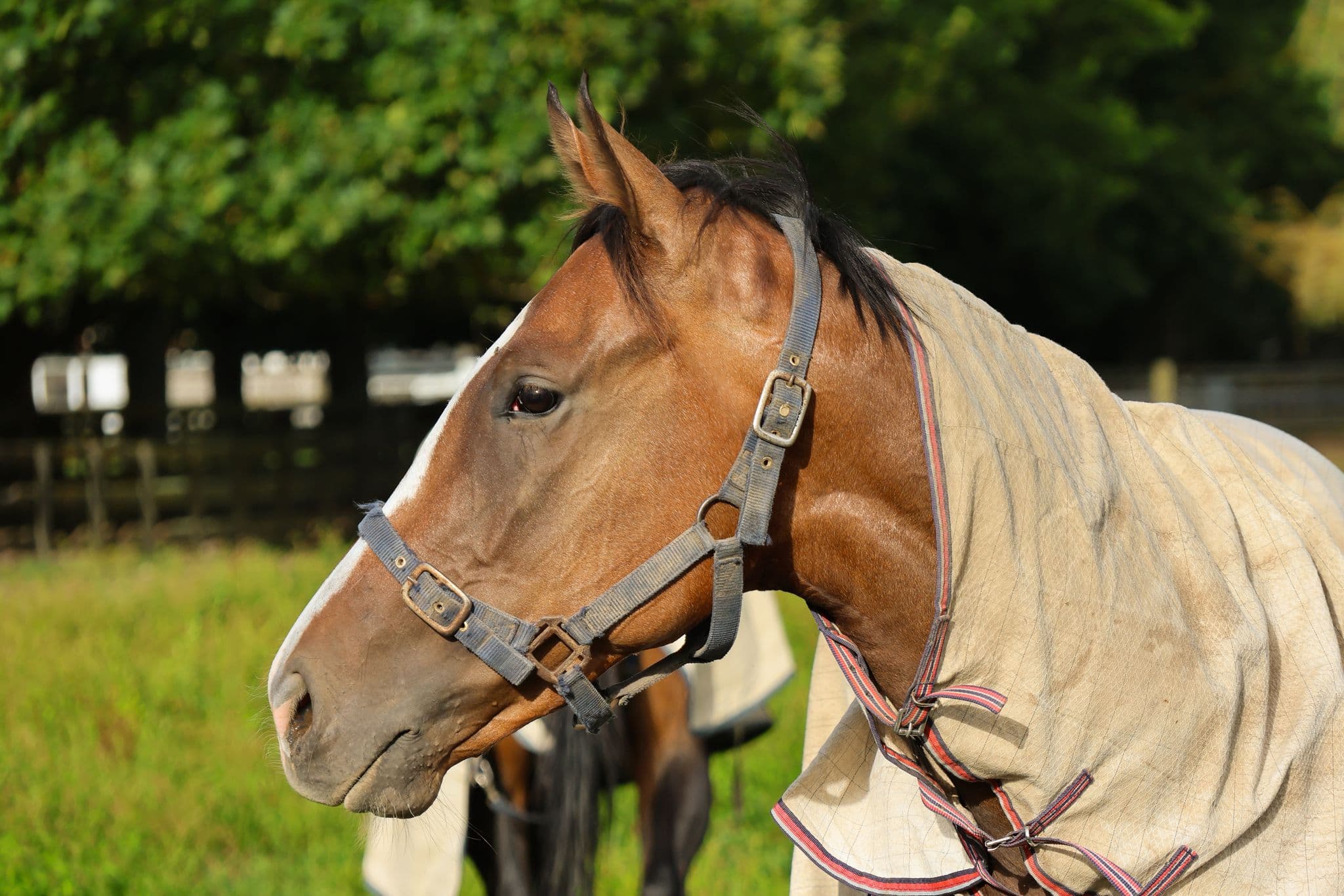 Horse media slide 1