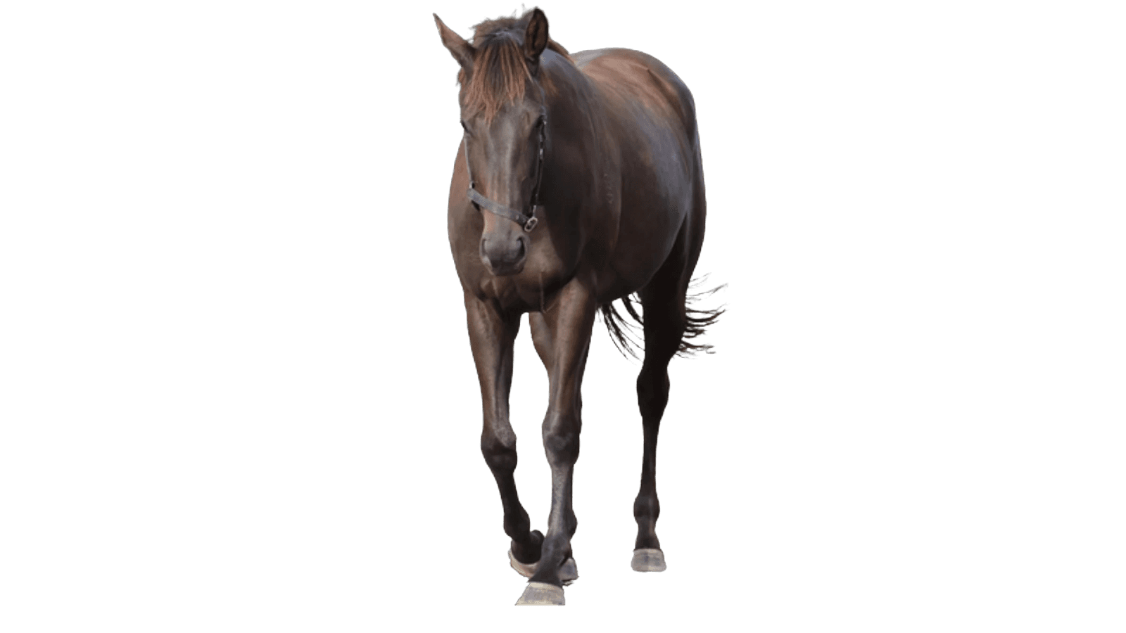 Horse media slide 1