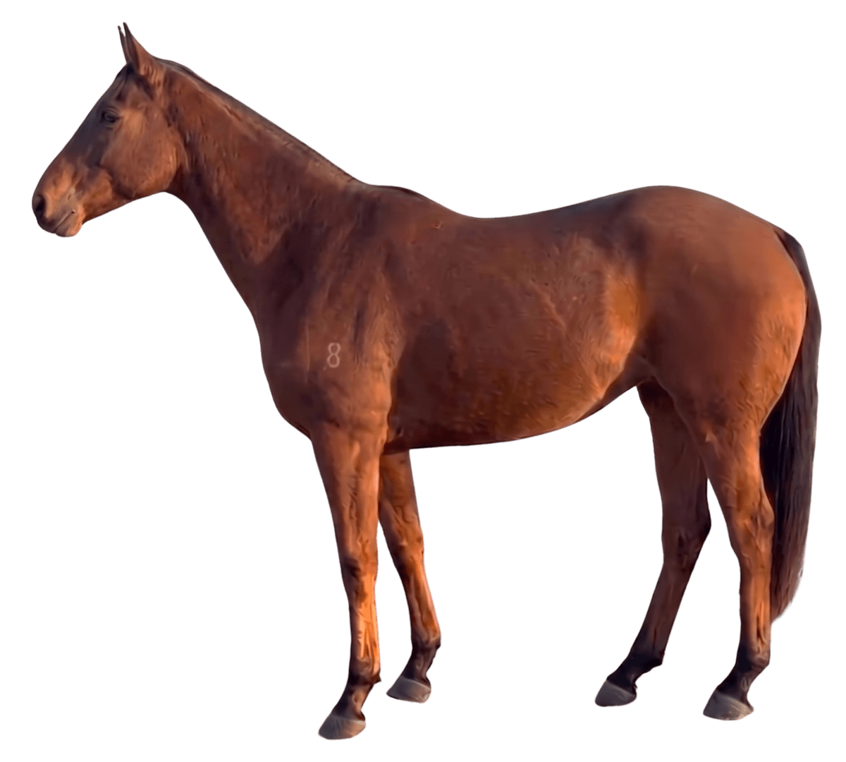 Horse media slide 1