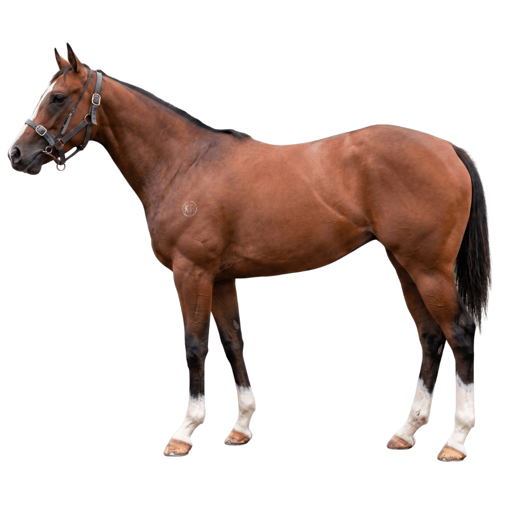 Hottathanafantasy (NZ)